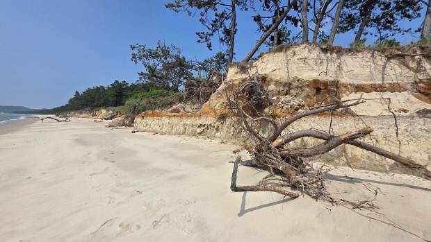과거 신안 증도의 자랑이자 대표 관광명소였던 우전해수욕장이 가속화된 해안 침식으로 폐쇄됐다. 침식으로 일부 연안이 절벽처럼 깍였고, 뿌리가 드러난 해송이 뿌리채 뽑힌 채 해변에 널브러져 있다.