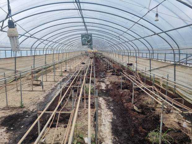 광주 지역에 내린 집중 호우로 지산딸기 농가에 침수피해가 발생했다. 사진은 비닐하우스 내부 모습. 정승우 기자