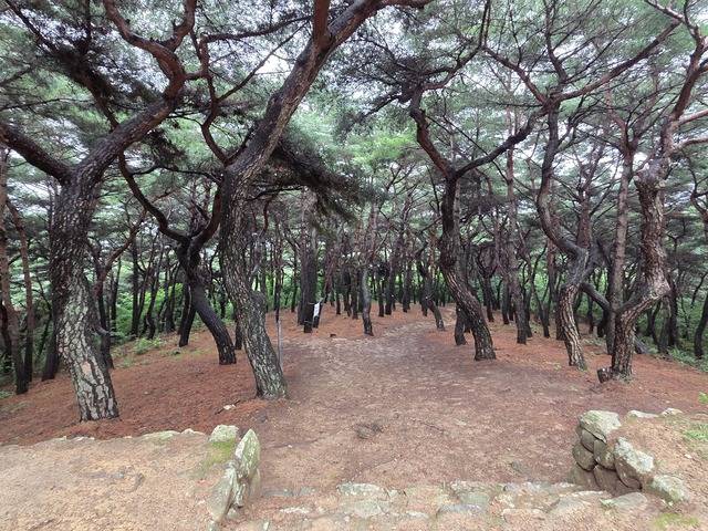 진덕여왕릉에서 남쪽으로 형성된 진입로.