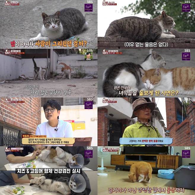 ‘TV동물농장’ 길고양이 눈물 최고 5% (사진: SBS)