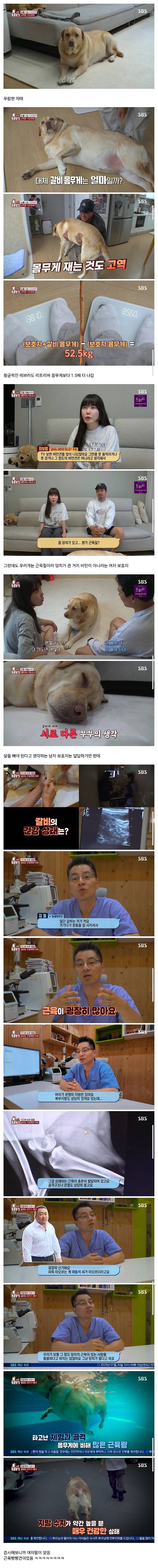 Screenshot＿20250721＿011033＿Samsung_Internet.jpg 동물농장에 나온 근돼견 갈비