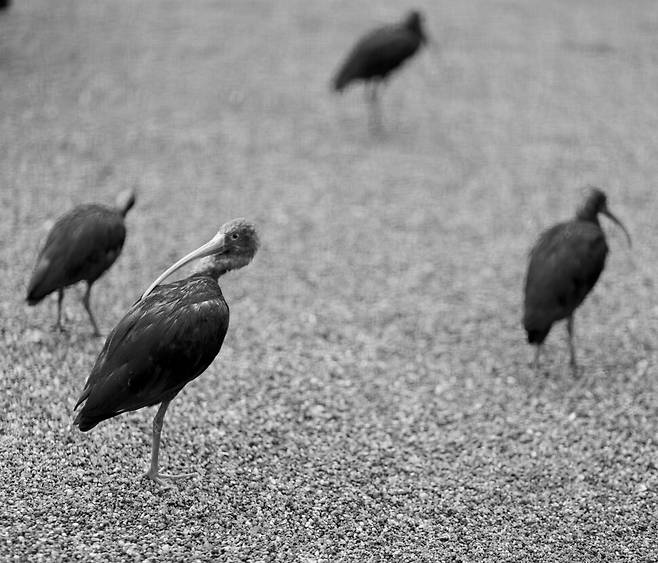 아쉽구나, 너의 붉디붉어 황홀한 깃털 옷을 이 사진으로는 보여줄 수 없다는 사실이. 너를 보는 순간, 곧바로 노래 한 곡이 떠올랐지. 보일 듯이 보이지 않고, 잡힐 듯이 잡히지 않는 너희를 그린 우리 옛 노래. 겨울철새인 ‘우리 따오기’와 달리 홍따오기 너는 열대우림에 산다지. 2008년 독일 함부르크 하겐베크 동물원.