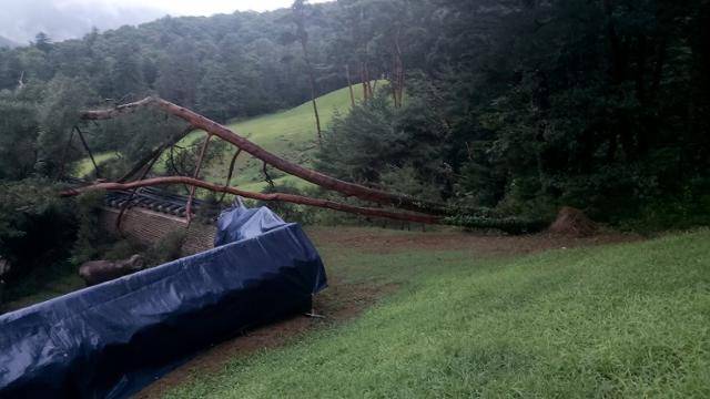 조선 세조 무덤인 경기 남양주시 광릉에 나무가 쓰러져 있다. 국가유산청 제공