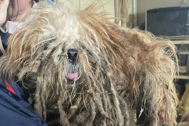 동물보호단체 원러브가 구조한 반려동물. 원러브 제공