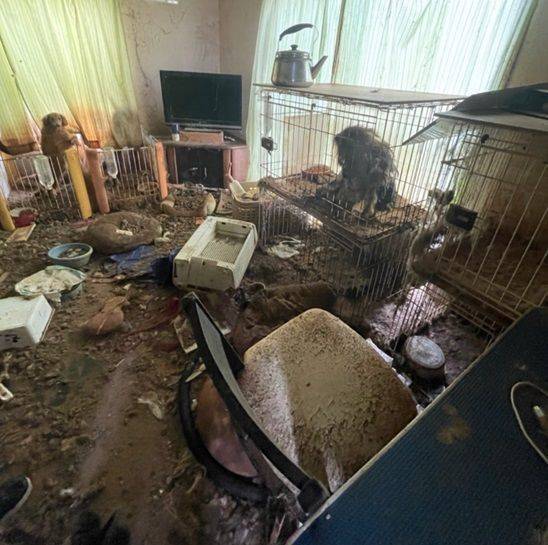 미에현 내 한 주택에서 주인이 고독사한 뒤 방치돼 있는 반려동물들의 모습. 원러브 제공