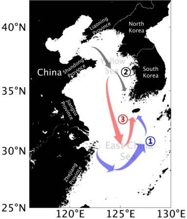KIOST 연구팀이 규명한 괭생이모자반의 주요 이동 경로.[KIOST 제공]