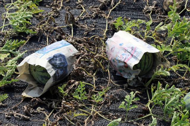 폭염을 피하기 위해 신문지로 감싼 수박. 뉴스1