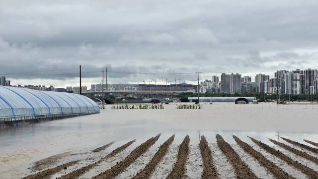 폭우에 잠긴 비닐하우스 농가.뉴스1