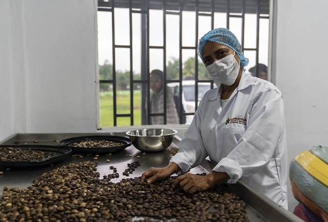 사차인치 유통 협동조합 코뮬티아그룹 코뮬티아그룹 직원이 수확한 사차인치를 선별하고 있다. [코이카 제공. 재판매 및 DB 금지]