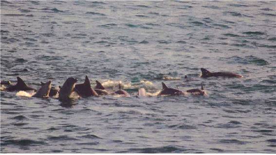 '우리바다 고래 라이브' 서비스에 나온 남방큰돌고래들. /국립수산과학원 제공
