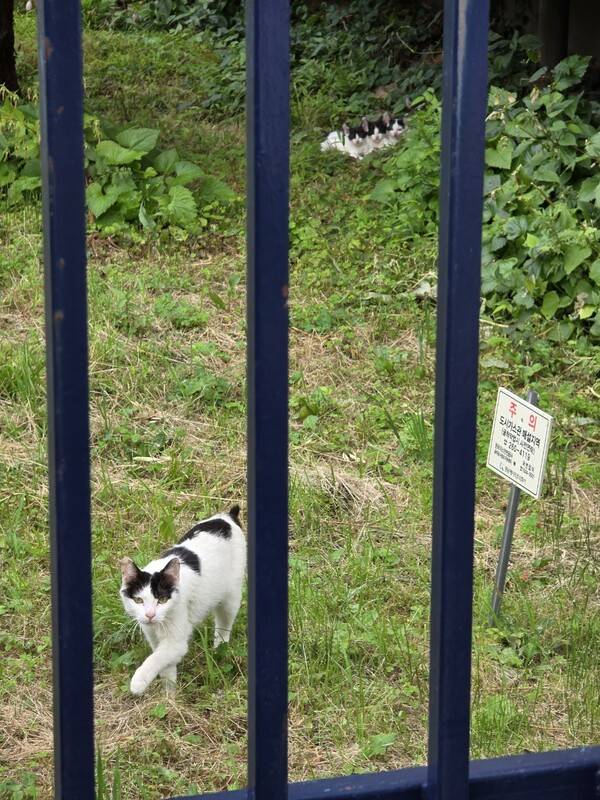 최근 창원시 마산합포구 문화동 소하천 인근에서 고양이들이 잇따라 숨졌다. 사진 속 암컷 고양이(왼쪽)를 제외한 새끼 고양이들(오른쪽)도 최근 숨진 채 발견됐다. /독자