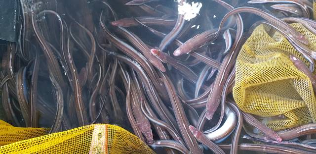 근해통발수협 위판장에서 붕장어 경매 준비가 한창이다. 김민진 기자