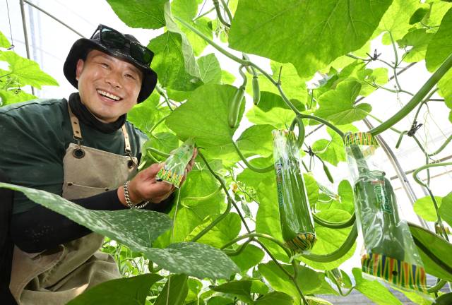 김기태씨가 진주시 대곡면의 애호박 비닐하우스에서 수확을 앞둔 애호박을 들어보이고 있다./김승권 기자/