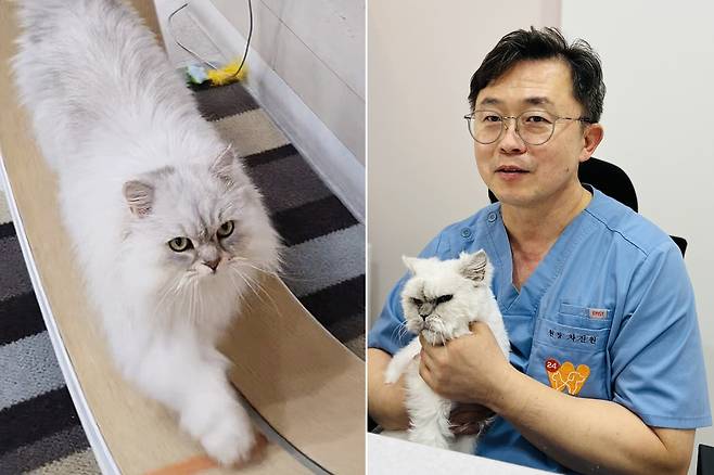 캣휠 타는 고양이와 차진원 월드펫동물메디컬센터 원장(사진은 기사 내용과 무관함) ⓒ 뉴스1