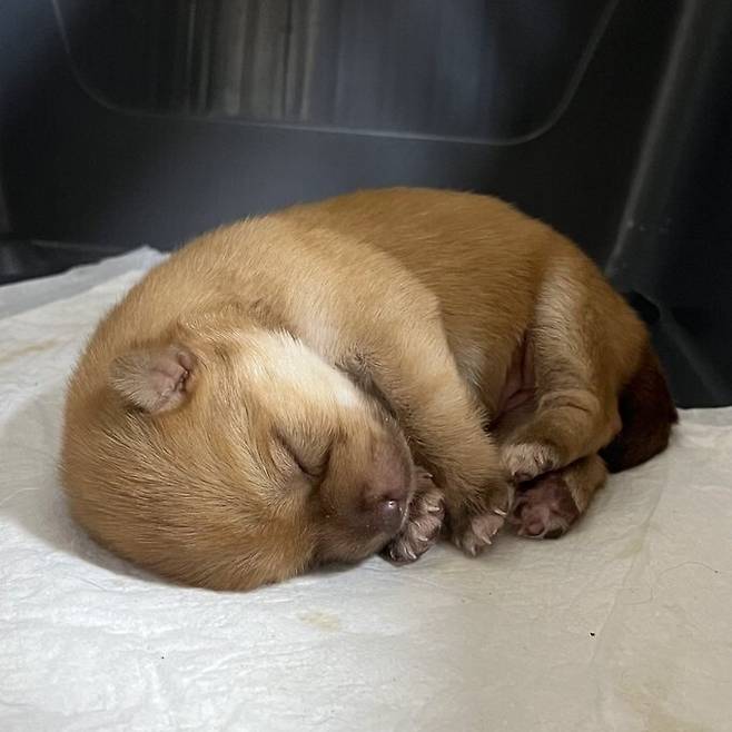 강아지가 분유를 거부해서 병원 갔더니