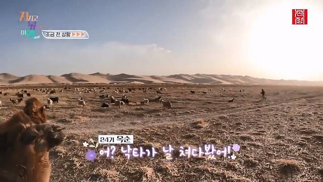 [지지고 볶는 여행]드디어 고비 사막에 도착! ....했는데 짜증 난 옥순! 이유는 낙타 위에서 옥순을 살살 긁는 영식 때문! 제발 그만...! ep19-1.mp4_20250722_122802.285.jpg 나는솔로 옥순이 낙타 타다 영식에게 짜증난 이유