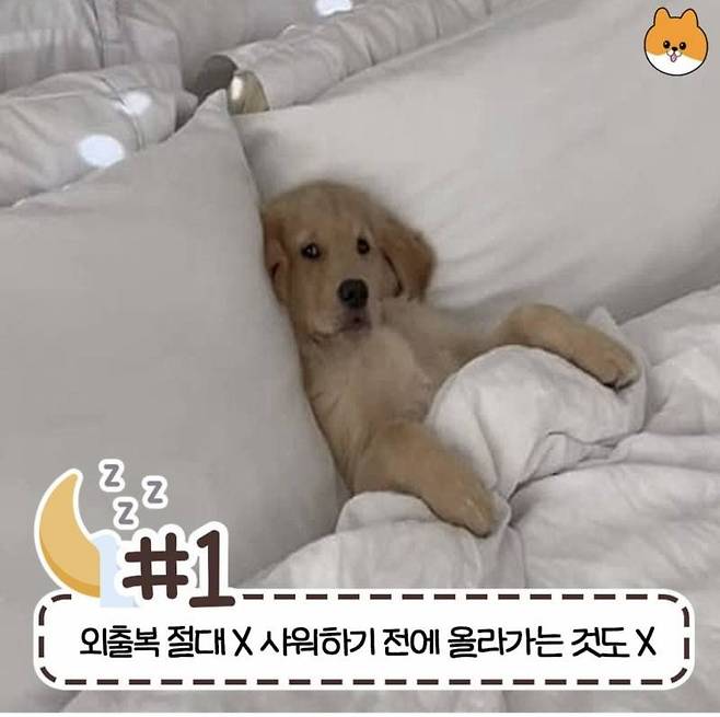 현재 반응갈리는 침대 허용 범위