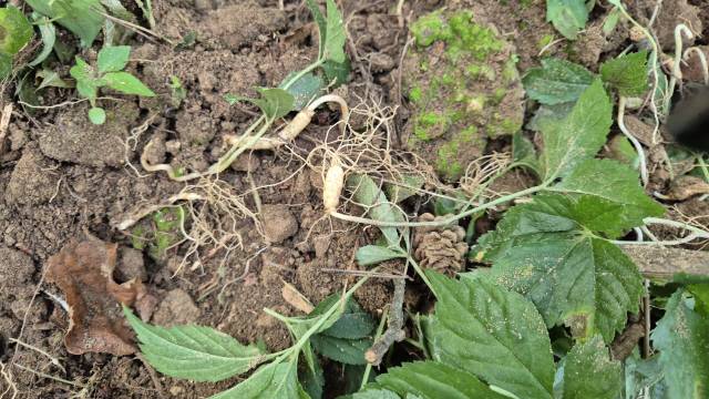 ▲ 멧돼지가 횡성 산양삼 재배지를 파헤치고 먹고 간 흔적.