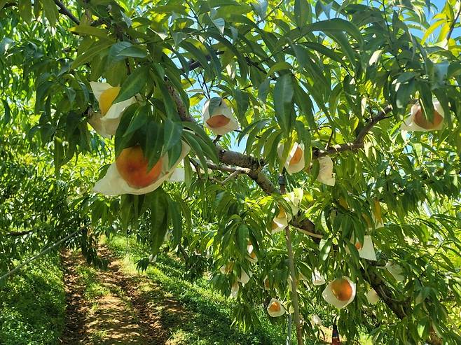 충북 충주에 있는 복숭아 농가 / 사진=롯데마트 제공