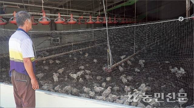 전남 담양군 봉산면의 한 양계장에서 농장주 정종문씨(66)가 사체 더미 사이를 헤집고 다니는 닭을 바라보며 괴로워하고 있다. 담양=장재혁 기자