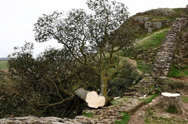 루터기만 남은 '로빈후드 나무'의 모습. 연합뉴스