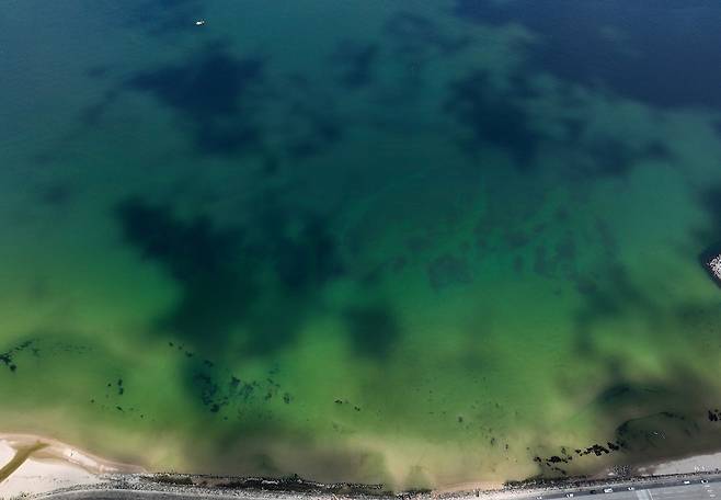지난 22일 서핑의 메카로 자리 잡은 포항시 북구 흥해읍 용한리 간이해수욕장 일원에서 녹조가 관측돼 이용객의 주의가 요구된다. 사진 오른쪽이 서퍼비치와 영일만항 방향이다. /이용선기자 photokid@kbmaeil.com