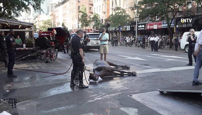 2022년 8월 센트럴파크에서 마차를 끄는 말 '라이더'가 쓰려졌다. /X