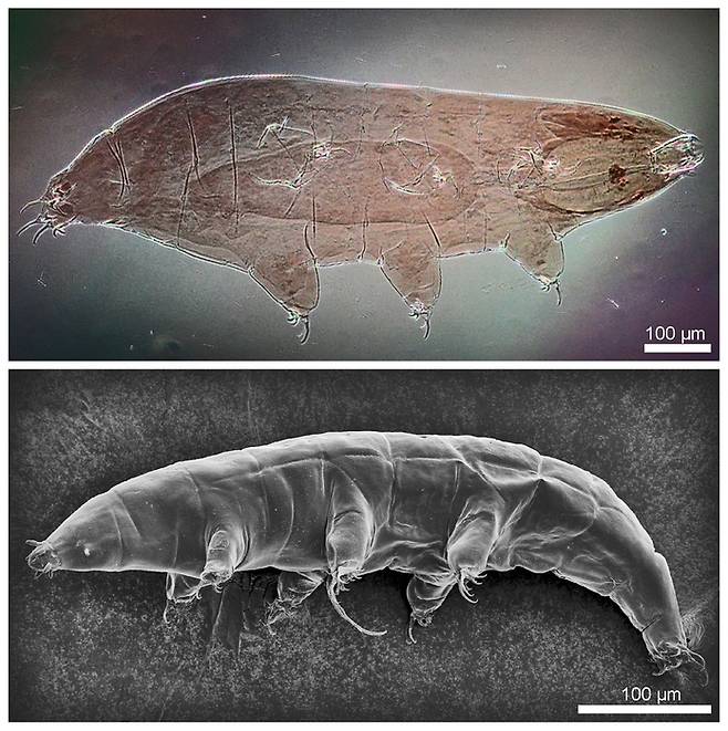 신종 물곰 '밀네시움 그란디쿠풀라(Milnesium grandicupula)' / 극지연구소