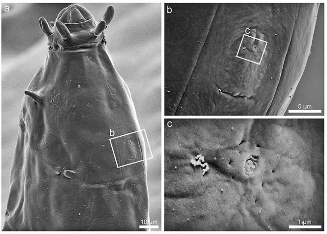 신종 물곰의 감각기관 / 극지연구소
