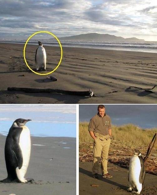 SSI_20110622091756_V-1.jpg 생각보다 조금 더 멀리 와버린 남극행 황제펭귄..