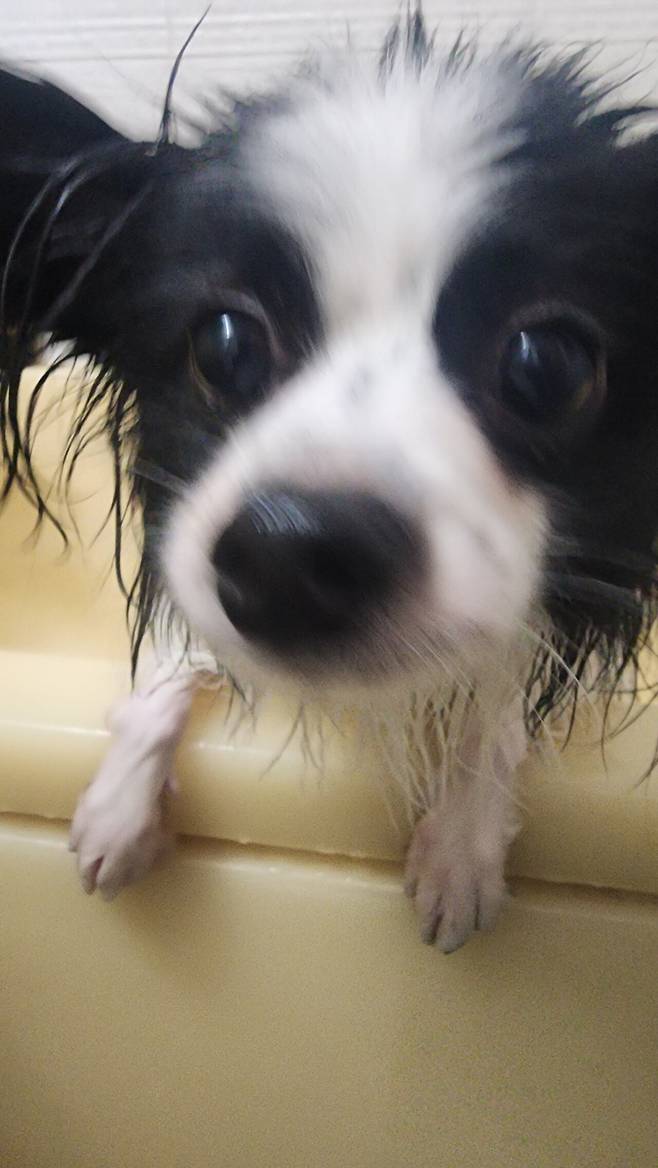 우리집 강아지 좀 봐주십시오