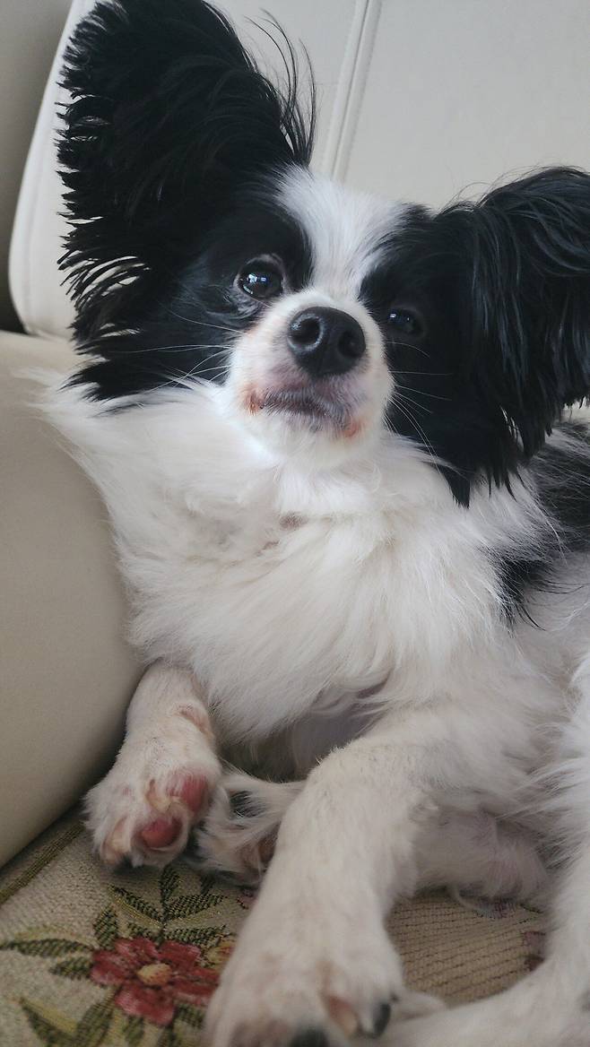 우리집 강아지 좀 봐주십시오