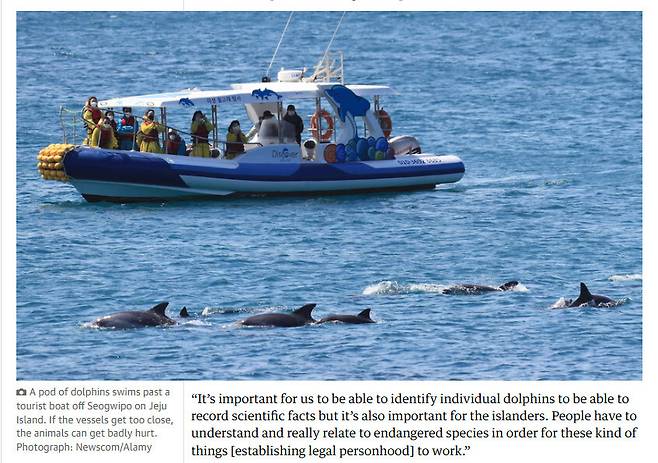 서귀포시 앞바다에서 남방큰돌고래 무리 옆을 관광선박이 지나가고 있다. 가디언 누리집 갈무리