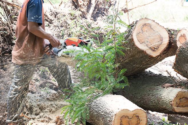 벌목 현장 모습.[123rf]