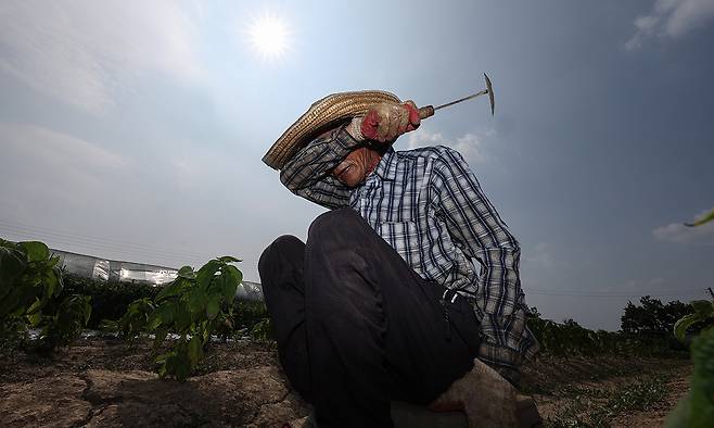 폭염 속의 한 밭에서 농민이 잡초 뽑는 작업을 하다 땀을 닦아내고 있다. 연합뉴스