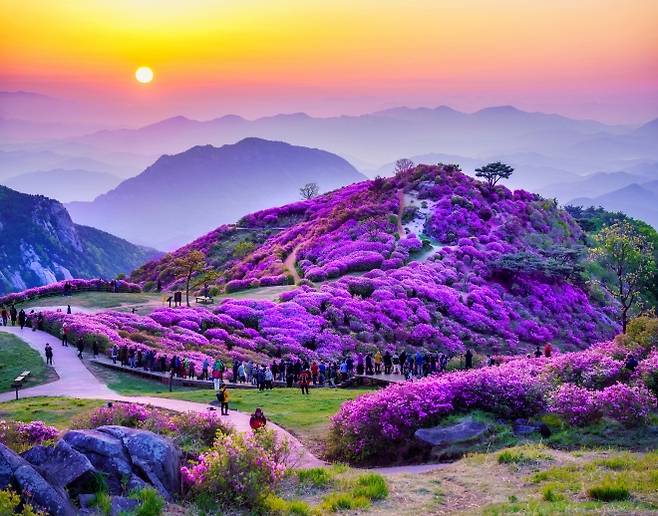 철쭉제가 열리는 합천군 황매산군립공원 모습. 군은 남부권역을 생태와 문화, 반려동물까지 아우르는 새로운 관광지로 변화시킬 예정이다. 합천군 제공