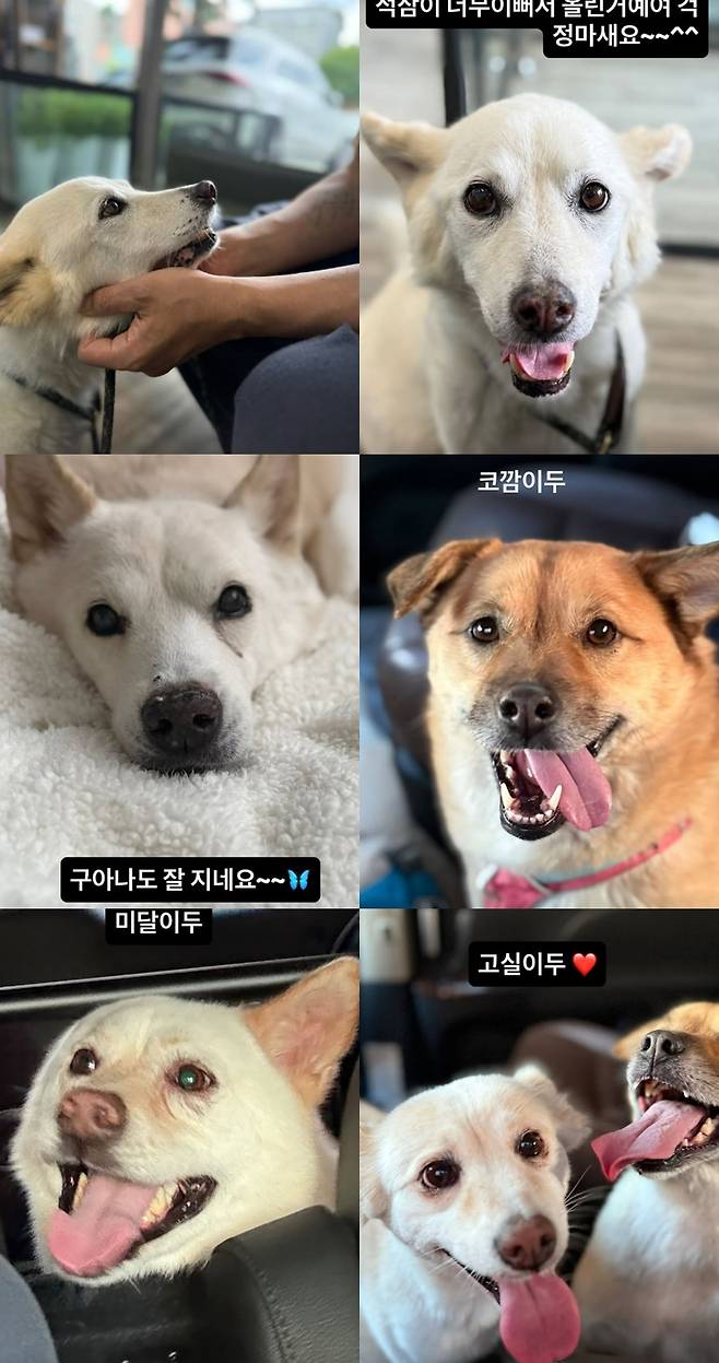 /사진=이효리 SNS