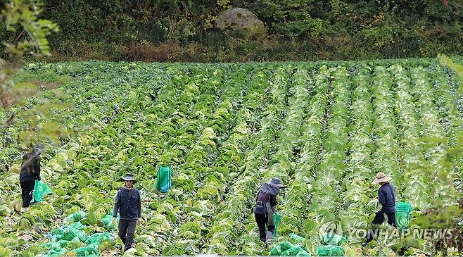 고랭지 배추 출하 작업 ※ 기사와 직접적인 관계가 없습니다. [연합뉴스 자료 사진]