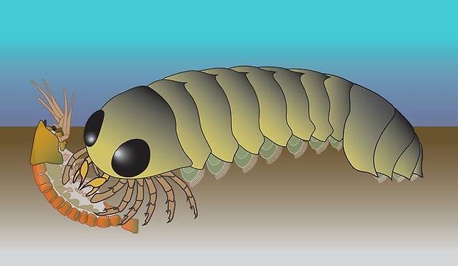 갑각류를 사냥하는 5억년 전 해양 절지동물 몰리소니아 상상도 5억년 전 멸종한 해양 절지동물 (Mollisonia symmetrica)의 화석화된 뇌와 중추신경계를 분석한 결과 배열 방식이 현대 해양 절지동물이 아닌 거미류와 거의 동일한 것으로 밝혀졌다. [Nick Strausfeld 제공. 재판매 및 DB 금지]