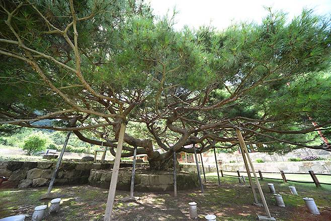 보광사 소나무. 주수완