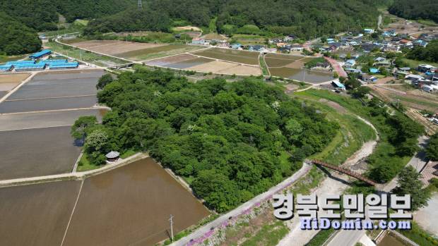 천연기념물 제514호로 지정된 영덕군 남정면 도천리 '도천숲'.사진= 영덕군 제공