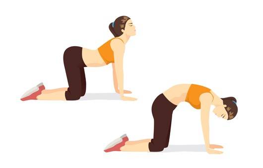고양이-소 자세(Cat-Cow Pose)｜출처: 게티이미지뱅크