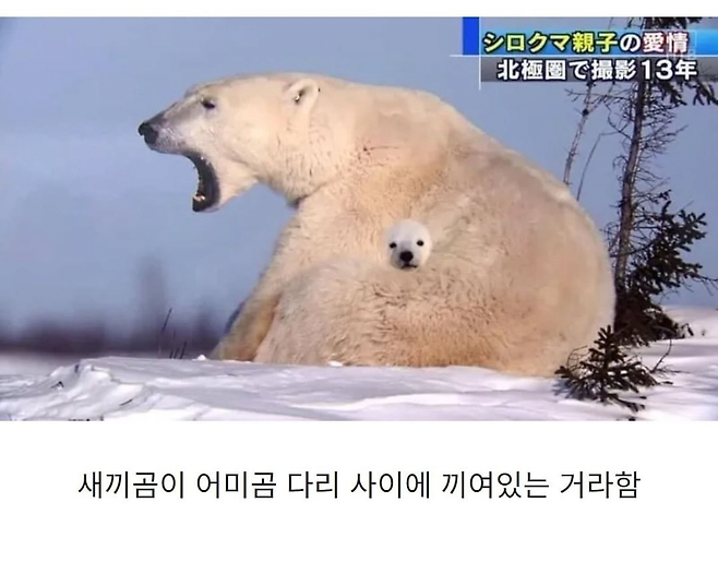 image.png 합성 같은데 합성이 아니라는 사진....JPG
