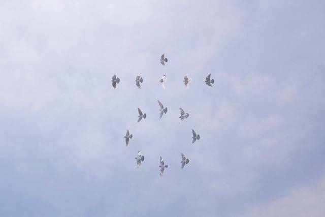 문선희 작가는 작품에서 비둘기의 나는 모습을 한글 자음 ㅎ으로 배열했다. 문선희 작가 제공