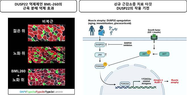 DUSP22 억제제 BML-260의 근육 분해 억제 효과 및 작용 기전.[GIST 제공]
