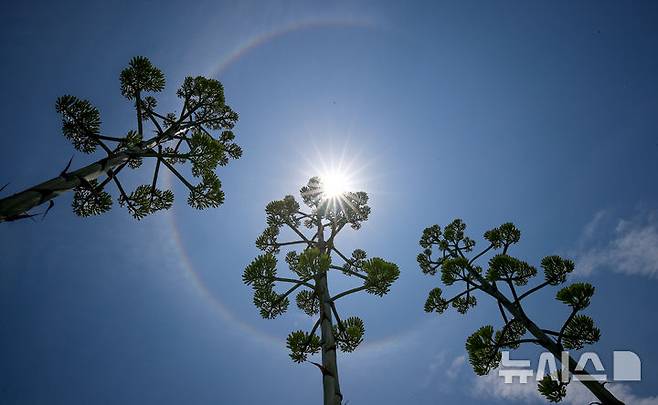 [제주=뉴시스] 우장호 기자 = 다시 무더위가 찾아온 15일 오후 제주시 용담해안도로변의 한 카페 정원에 '100년에 한 번 꽃을 피운다'는 용설란(龍舌蘭)이 뜨거운 태양 아래서 개화 직전으로 자라나 시선을 사로잡고 있다. 용설란은 잎의 모양이 용의 혀를 닮았다 하여 붙여진 이름으로 멕시코 원산으로 주로 사막지역에 자생한다. 주로 관상용이나 잎은 약용하기도 하며, 제주에서는 과수원 둘레나 텃밭·집 주위에서 흔히 볼 수 있다. 2025.07.15. woo1223@newsis.com