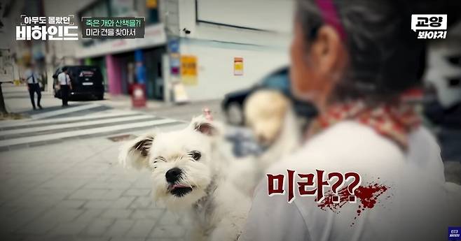 죽은 반려견을 품에 안고 매일 산책을 하는 여성의 사연이 공개됐다. 유튜브 채널 '교양 Voyage' 영상 캡처