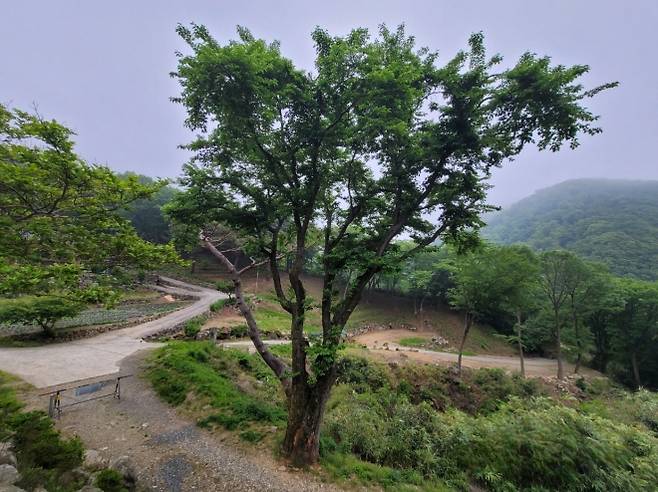 양산 하북면 약 300년 수령 산뽕나무. 2025.7.24. 경남도 제공