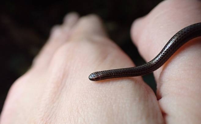 바베이도스 실뱀(Barbados threadsnake). 코너 블레이즈 제공
