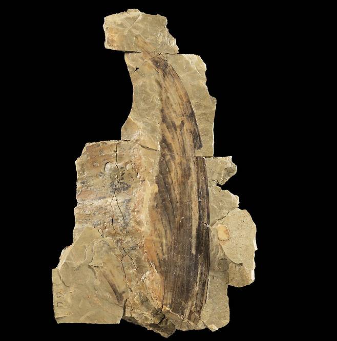 미라사우라 화석의 커다란 볏 부분  2억4천700만년 전 파충류 미라사우라 그라우보겔리(Mirasaura grauvogeli)의 화석 중 등에 솟은 큰 볏 부분. [Stephan Spiekman 제공. 재판매 및 DB 금지]